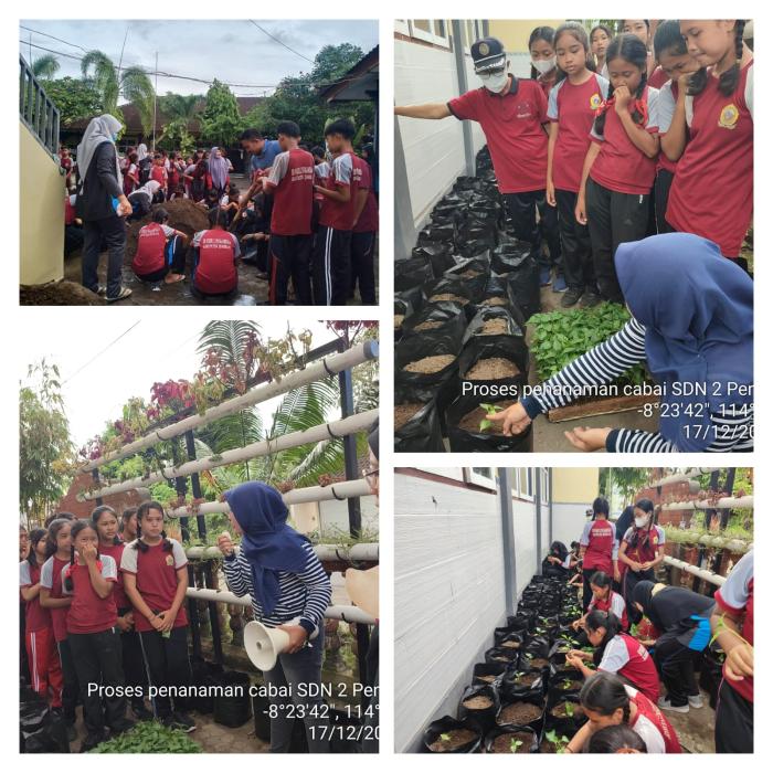 PENGENALAN PERTANIAN SEJAK DINI MELALUI KEGIATAN BUDIDAYA CABAI 