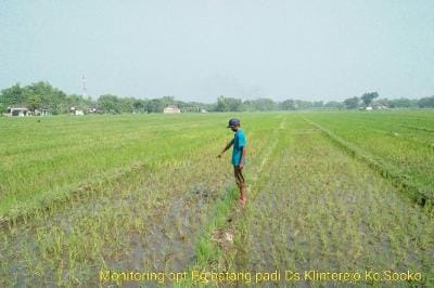 PENGENDALIAN PENGGEREK BATANG PADA TANAMAN PADI
