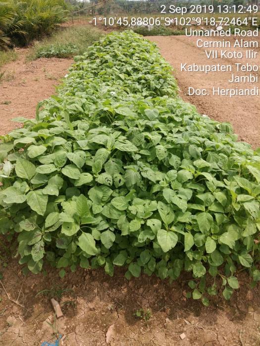 MANFAAT BAYAM, SYARAT TUMBUH  DAN  CARA MUDAH UNTUK MENANAMNYA DI LAHAN YANG SEMPIT