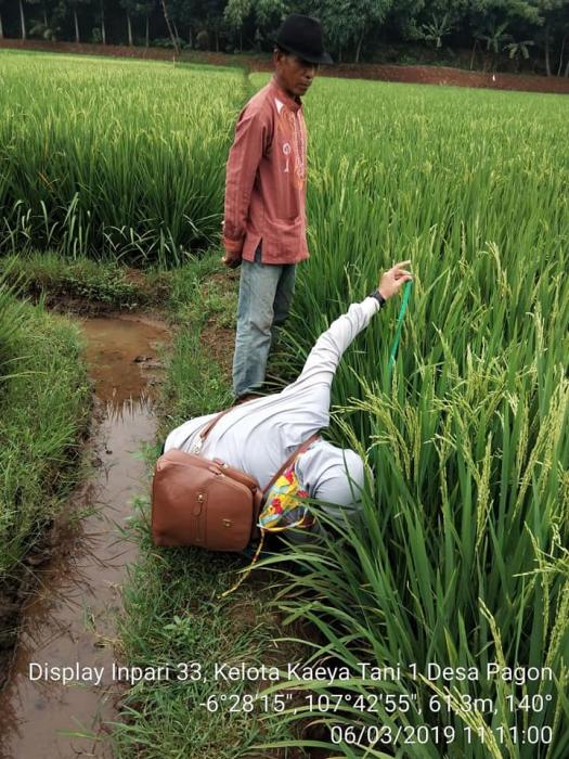 Monitoring Display Varietas Benih Padi Sawah
