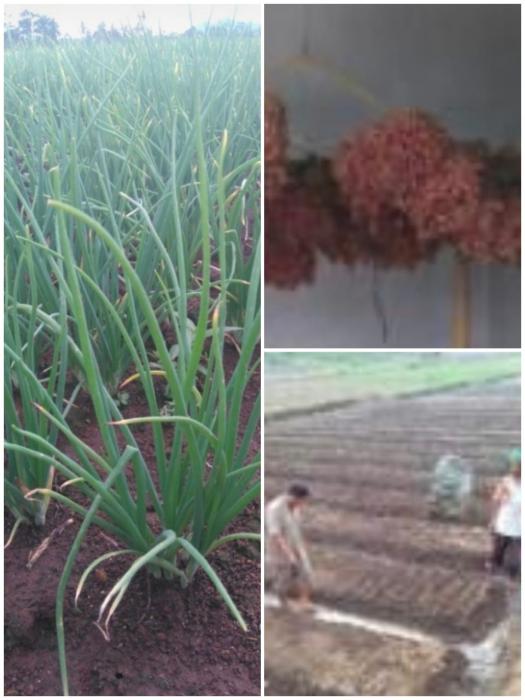 BUDIDAYA BAWANG MERAH