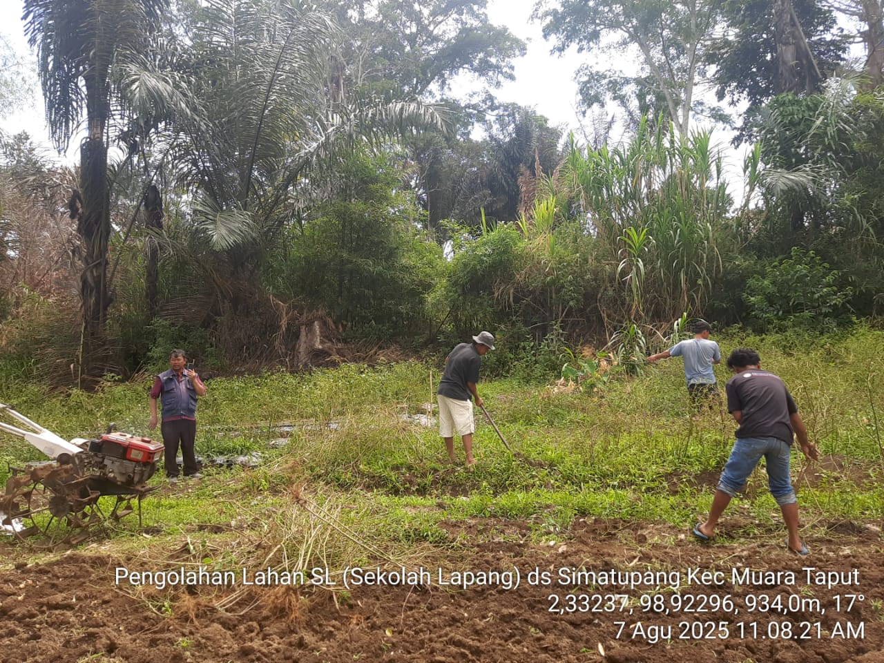 Lahan Bawang Merah Subur, Panen Melimpah: Rahasia Persiapan Yang Tepat
