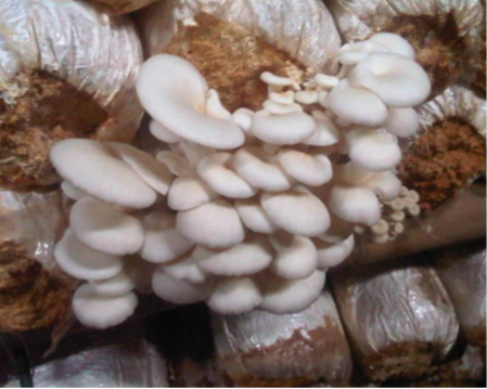 Standar Budidaya Tanaman Jamur