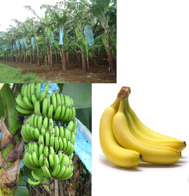Perbanyakan Benih Pisang Ambon Kuning