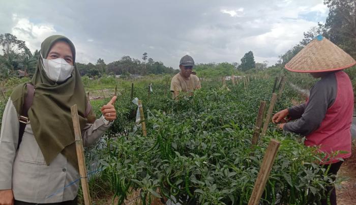 TEKNOLOGI PROLIGA UNTUK PENINGKATAN PRODUKSI CABAI MERAH