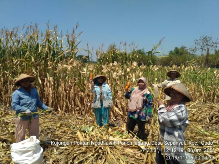 Panen Jagung Di Poktan Ngadiluwih Desa Sepanyol Kec. Gudo