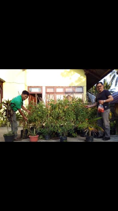 Rahasia Jitu Bertanam Sayuran Dipekarangan