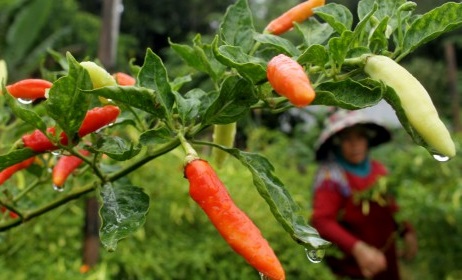 Cara Budidaya Tanaman Cabai