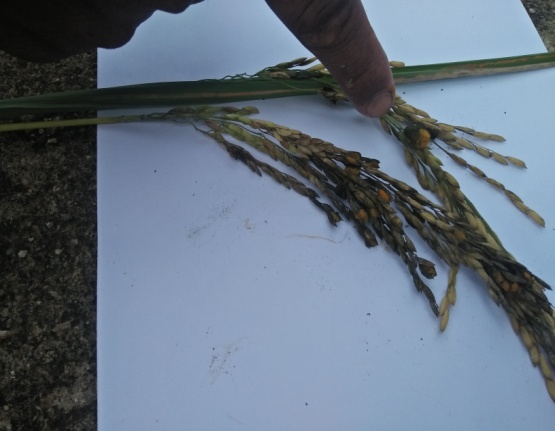 Penyakit Gosong Palsu (false Smut) Pada Tanaman Padi