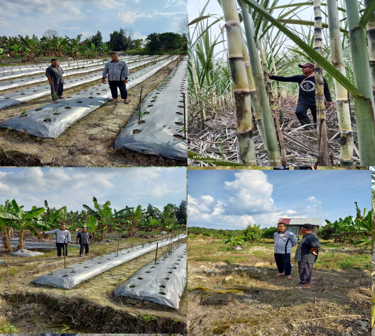 SOSOK PETANI MUDA SUKSES BUDIDAYA TANAMAN DAN MEMBINA POKTAN ARJUNA ALASSARI DESA BUMBUNG KECAMATAN BATHIN SOLAPAN