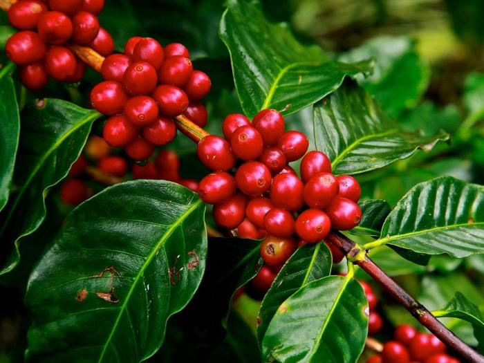 PANANGGULANGAN PENYAKIT PEMBULUH KAYU CENGKEH