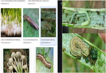 TIPS Pengendalain Beberapa Hama Pada Tanaman Bawang Putih