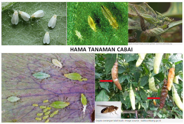 KENALI HAMA TANAMAN CABAI DAN PENGENDALIANNYA