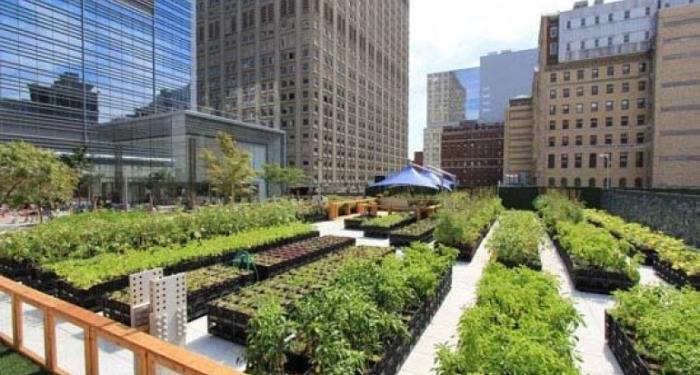 KRITERIA PANEN YANG MEMPENGARUHI RENDEMEN CPO (Crude Palm Oil) DAN KERNEL PADA BUAH SAWIT 