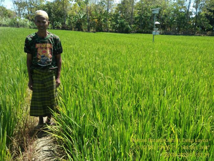 KUNJUNGAN LAPANGAN PERTANAMAN PADI KELOMPOK TANI BATARA KASSI II DESA LAYOA KAB.BANTAENG