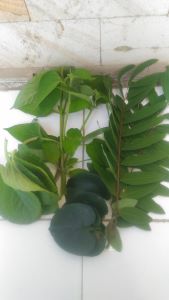 Teknologi Pembuatan Pestisida Nabati Dan Cara Penggunaanya