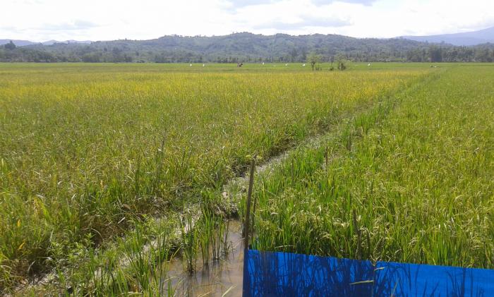 PULUHAN HEKTAR SAWAH DI DESA LALOWURA GAGAL PANEN AKIBAT DISERANG TIKUS