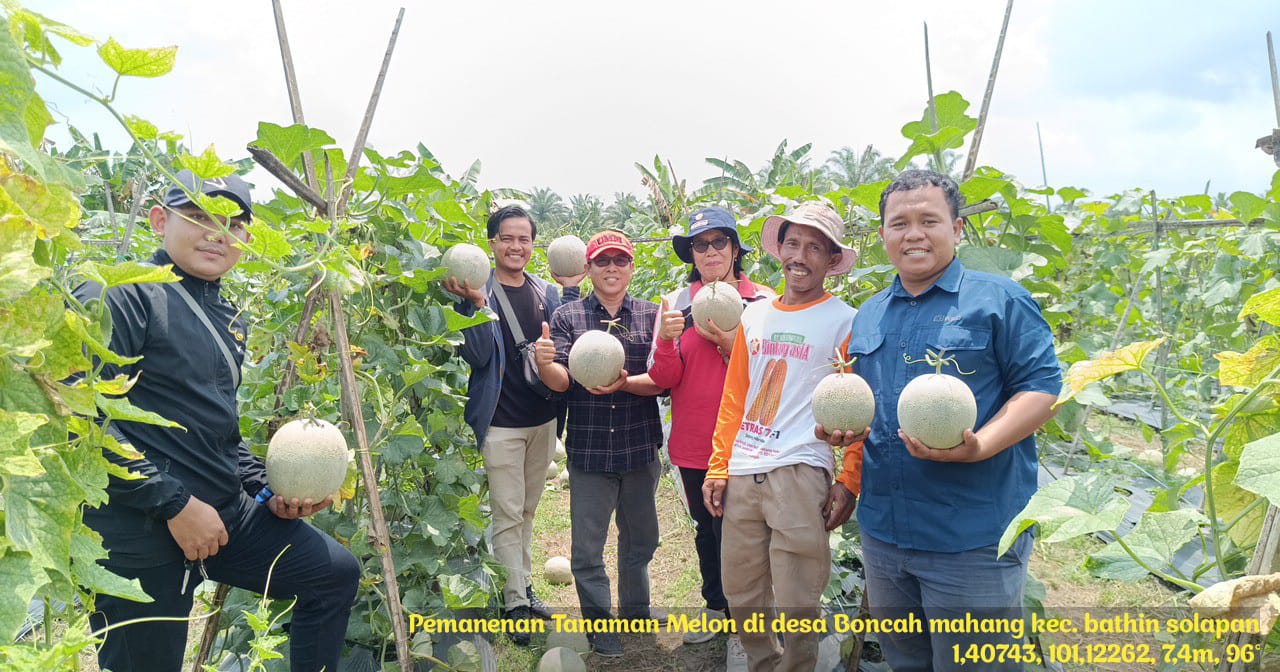 Panen Melon Poktan Subur Desa Boncah Mahang Kecamatan Bathin Solapan Kabupaten Bengkalis