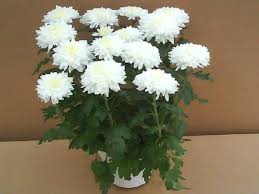 Perlakuan Benih, Media Tanam Dan Tahapan Penanaman Krisan