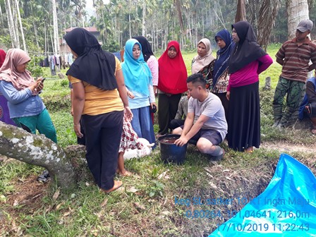 Efektifitas Daun Sebagai Pengganti Jerami Padi Dalam Pembuatan Kompos Dengan Menggunakan Em4 Dan Kotoran Sapi Di Kt Ingin Maju