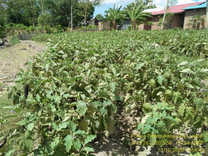 Kunjungan lapangan pada Pertanaman Hortikultura di Kelompok Tani Pattopakang Desa Layoa Kec. Gantarangkeke Kab. Bantaeng