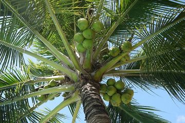 KELAPA TANAMAN SERBAGUNA YANG KEMBALI DIMINATI PETANI DI KAPOIALA