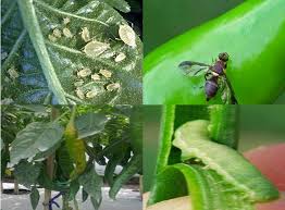 Hama Dan Penyakit Tanaman Cabe