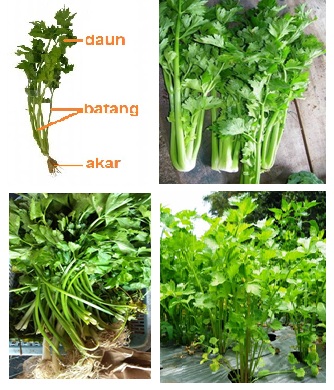 BUDIDAYA TANAMAN SELEDRI, KHASIAT DAN EFEK FARMAKOLOGISNYA