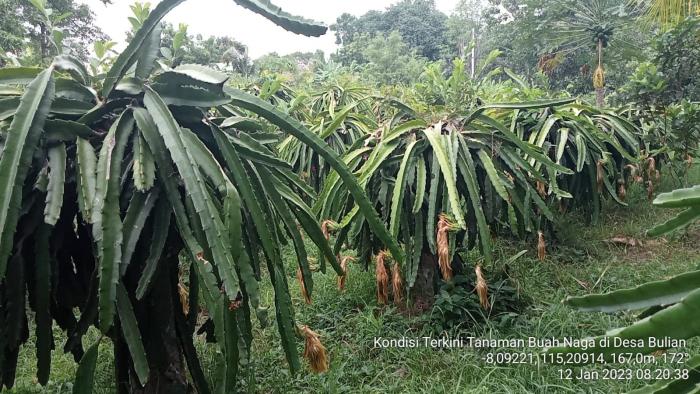 CUACA PANAS PADA BULAN JANUARI 2023 BERDAMPAK POSITIF TERHADAP TANAMAN BUAH NAGA DI KECAMATAN KUBUTAMBAHAN KAB.BULELENG-BALI