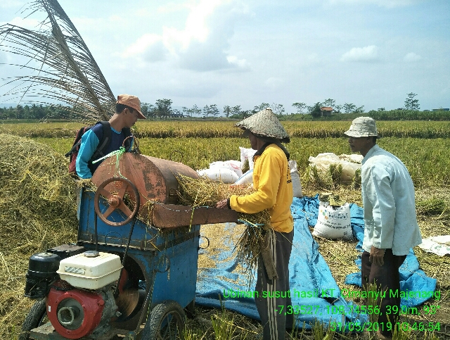 TEKNIK PERONTOKAN PADI UNTUK MENEKAN KEHILANGAN HASIL PANEN