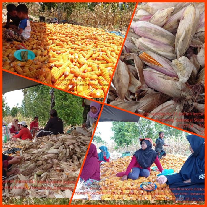 PENGAMBILAN UBINAN JAGUNG VARIETAS HJ 21 DAN PENANGANAN PANEN DAN PASCA PANEN JAGUNG DESA BONTO BONTOA KEC TOMPOBULU 