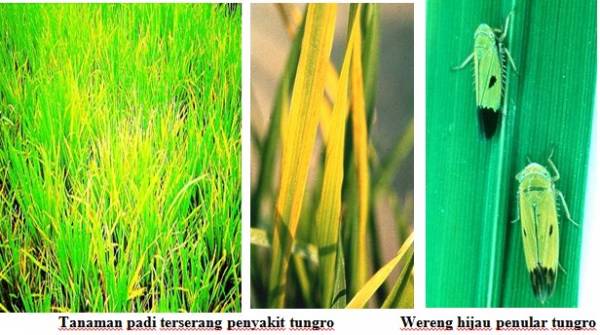 Pengendalian Penyakit Tungro pada Tanaman Padi