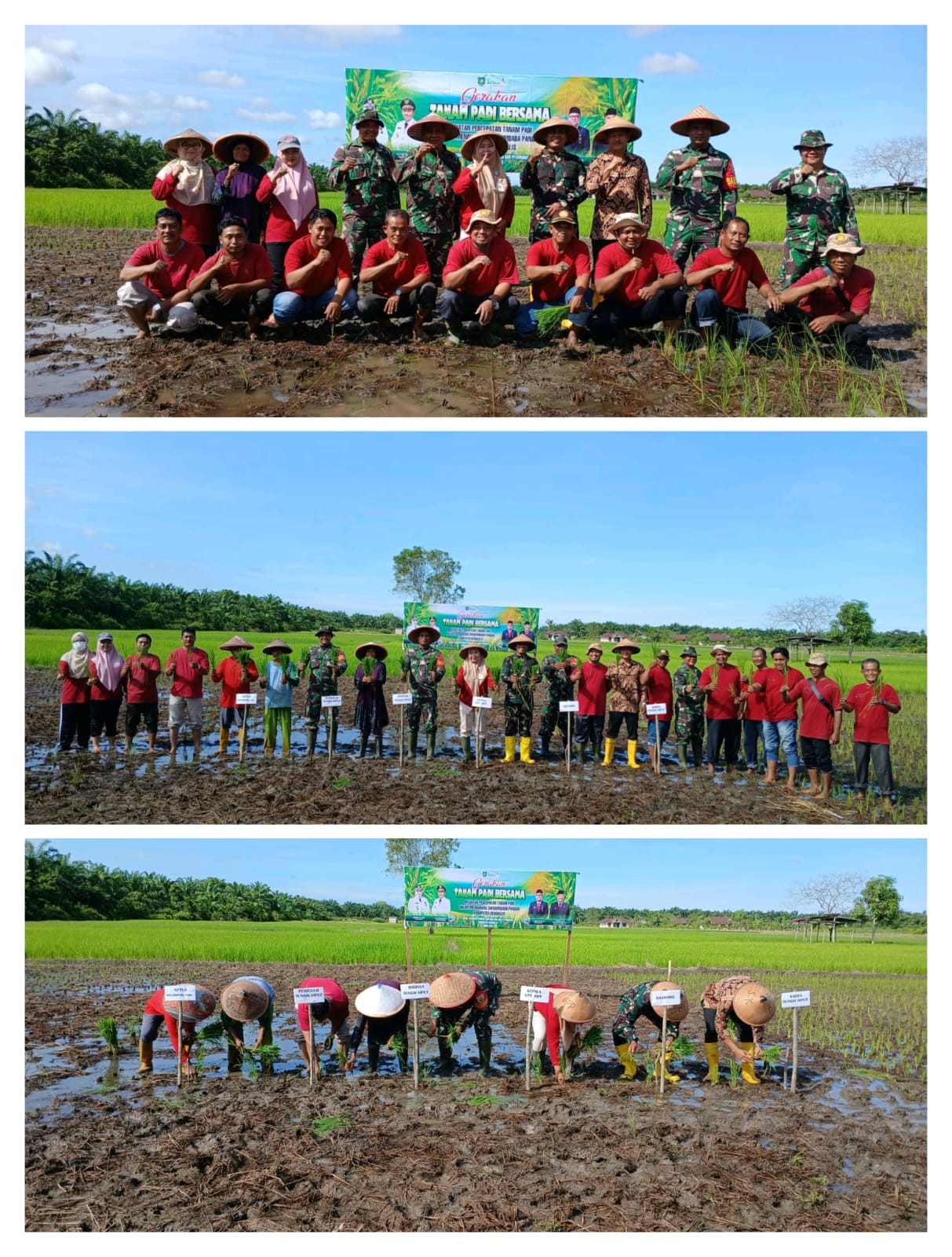 GERAKAN TANAM PADI BERSAMA DALAM PERCEPATAN TANAM PADI UNTUK MENUNJANG SWASEMBADA PANGAN DI KECAMATAN SIAK KECIL KAB. BENGKALIS
