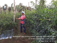 Kunci Sukses Budidaya Cabe