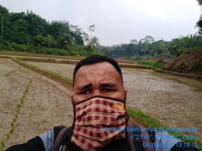Kegiatan Percepatan Tanam padi sawah bulan Juni 2020 di Kec Cileles