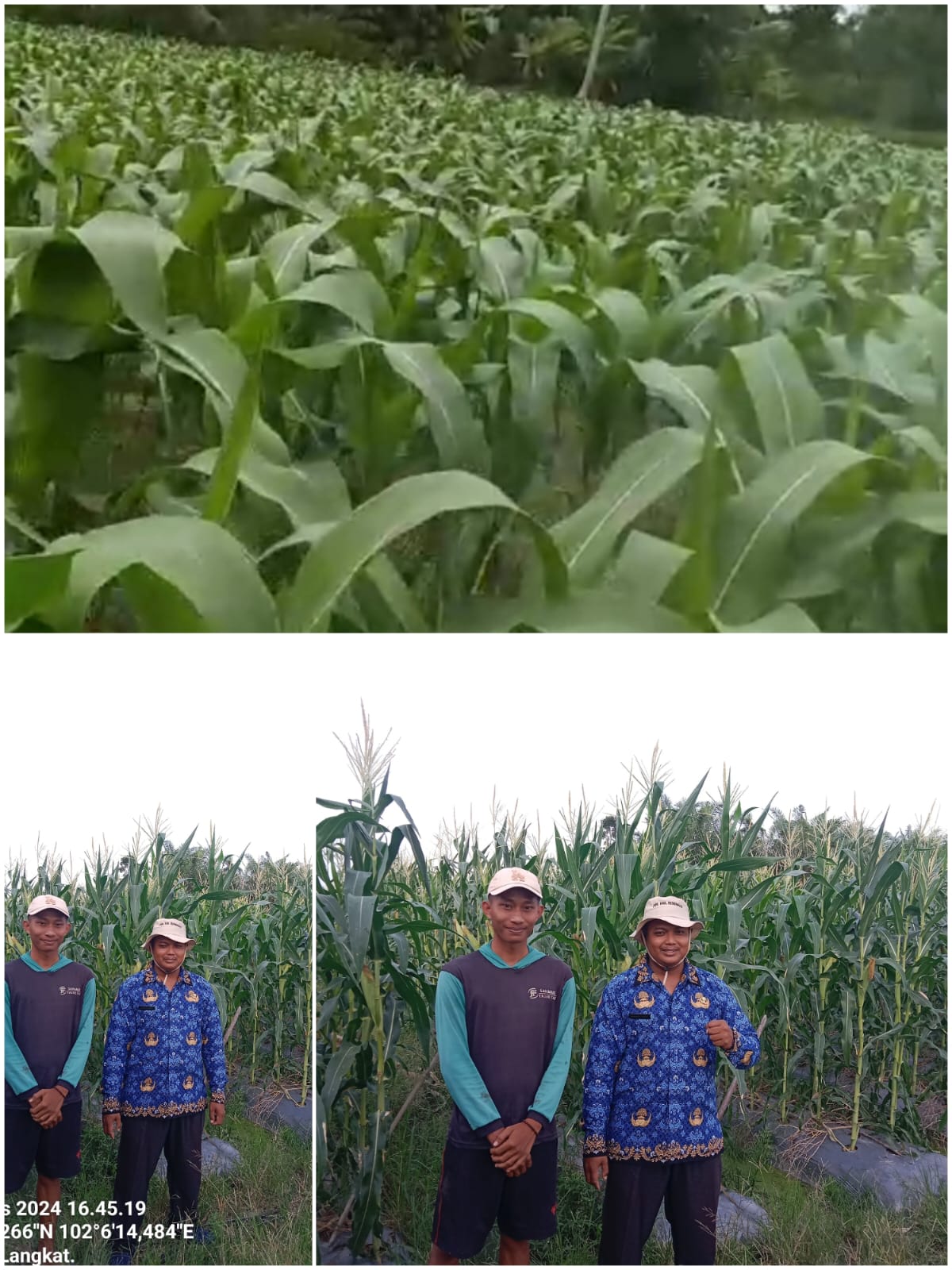 BUDI DAYA JAGUNG MANIS DI KELOMPOK TANI KARYA ABADI DESA LANGKAT 