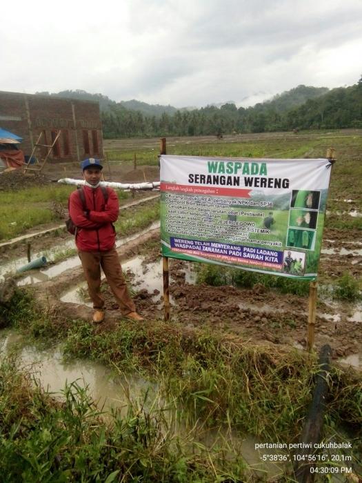 Waspadai Sifat Genetik Plastisitas Hama Wereng