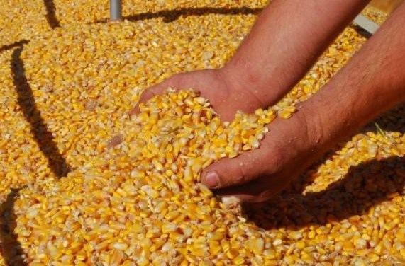 Penanganan Panen Dan Pasca Panen Jagung 