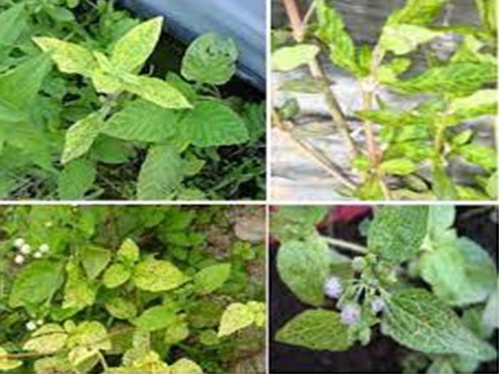 TEKNIK PENGENDALIAN VIRUS KUNING PADA TANAMAN SAYURAN