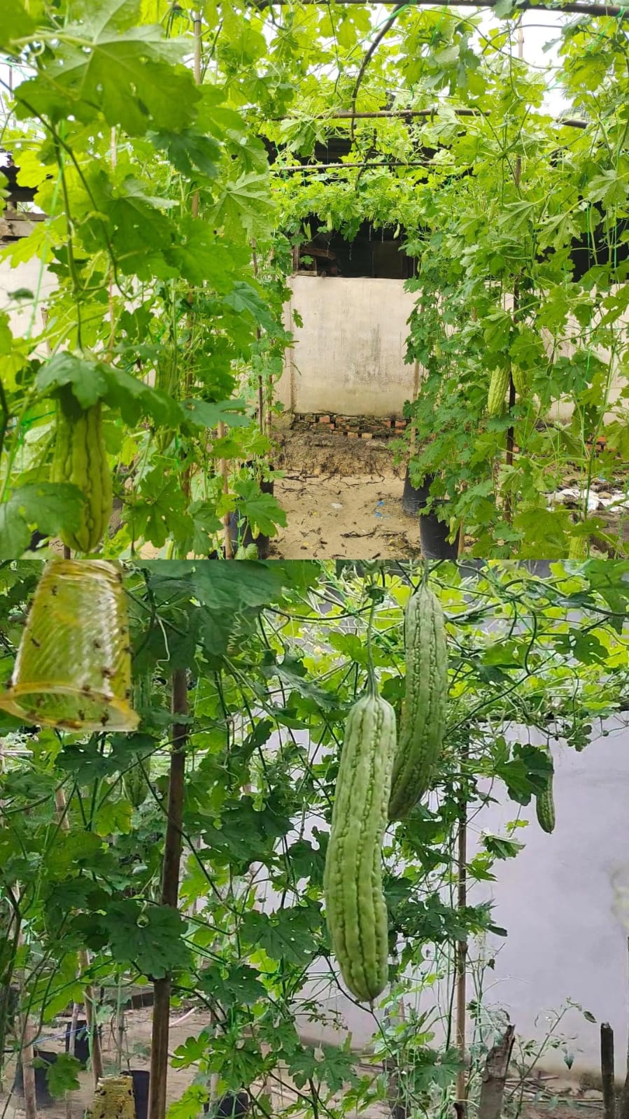 PENGENDALIAN HAMA LALAT BUAH PADA TANAMAN PARE