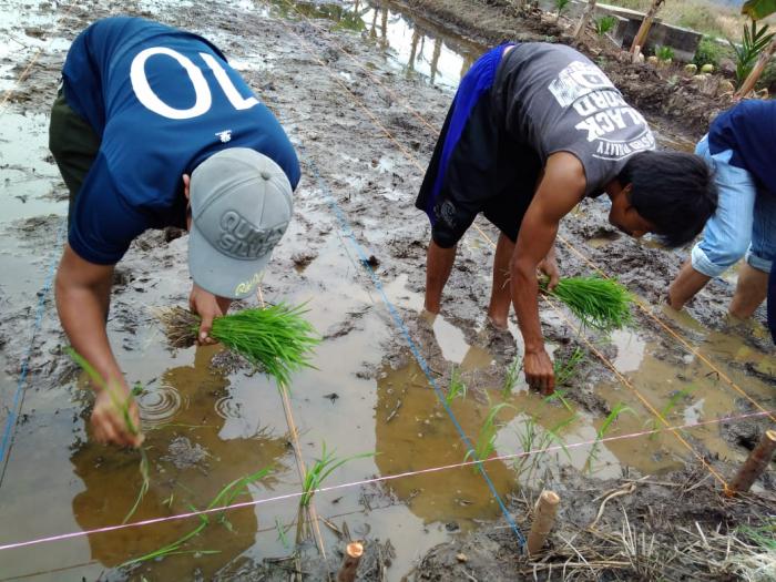Budidaya Padi Di Lahan Pasang Surut Sistem Jarwo