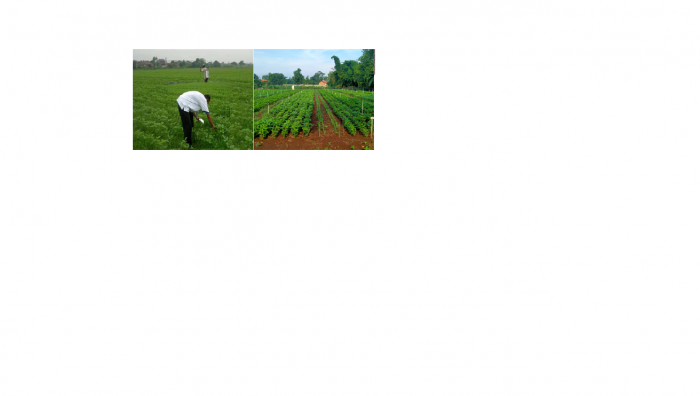 KOMPONEN TEKNOLOGI DASAR  DALAM BUDIDAYA TANAMAN KEDELE