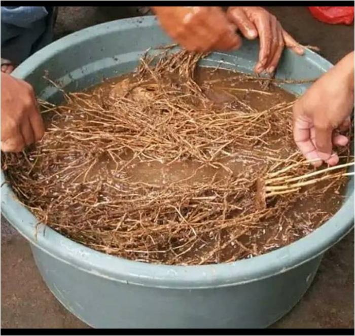 CARA MEMBUAT PGPR DARI AKAR BAMBU