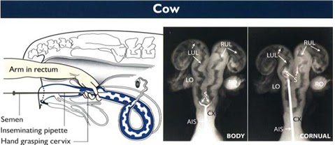 MENGENAL INSEMINASI BUATAN (IB)