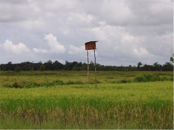  Pengendalian Hama Tikus Menggunakan Musuh Alami Burung Hantu (tyto Alba.) 