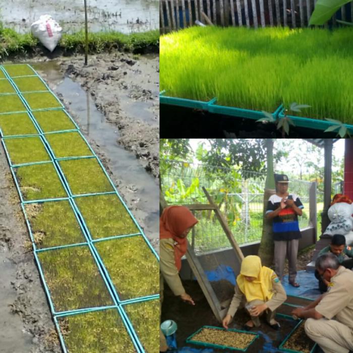 Teknologi Persemaian Padi Sistem Dapog