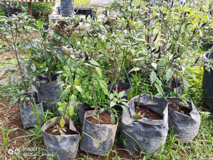 Khasiat Tanaman Cabai