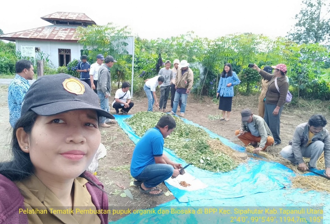 Ubah Limbah Pertanian (jerami Padi) Menjadi Pupuk 