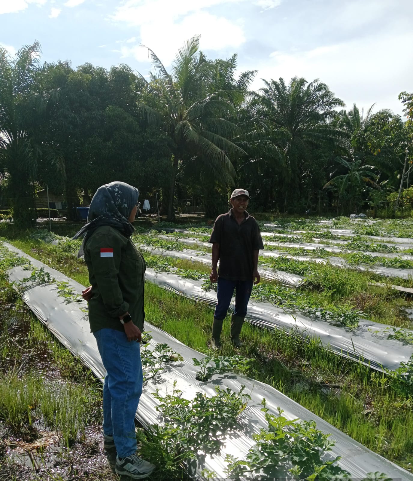 "Kelompok Tani Karya Maju Tanam Semangka di Bulan Ramadhan, Semangat Berkebun Tak Kendor"