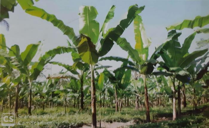 VIRUS KERDIL TANAMAN PISANG DAN CARA MENGATASINYA